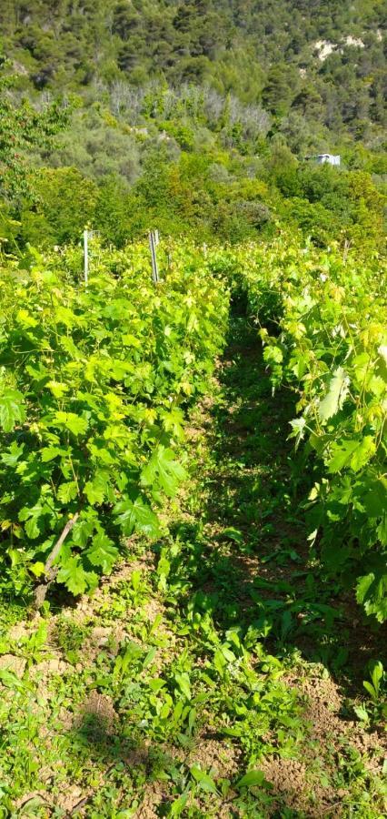 Agriturismo Vecchio Frantoio Villatella Eksteriør bilde