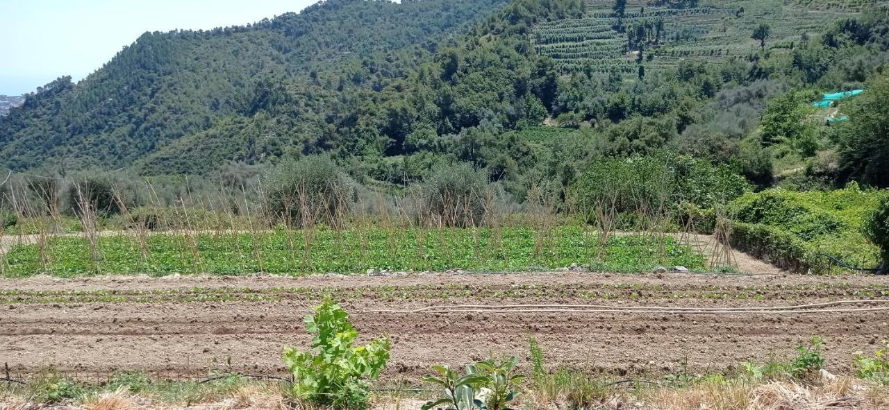 Agriturismo Vecchio Frantoio Villatella Eksteriør bilde