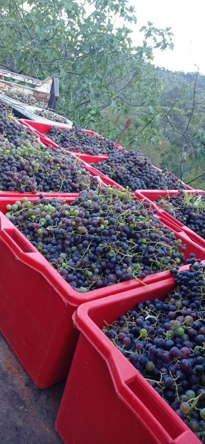 Agriturismo Vecchio Frantoio Villatella Eksteriør bilde